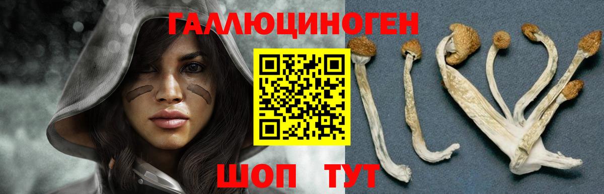 Псилоцибиновые грибы Psilocybe  Вход с VPN  Волхов 